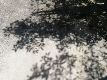 Shadow of tree on plant