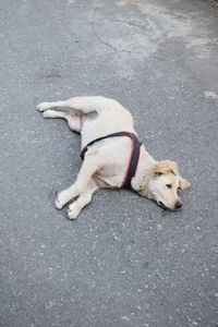 High angle view of dog on road