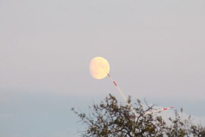 Low angle view of plant against clear sky