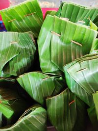 High angle view of succulent plant leaves