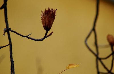 Close-up of wilted plant