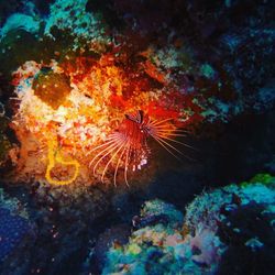 Close-up of coral in sea