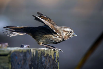 Close-up of bird perching on wooden post