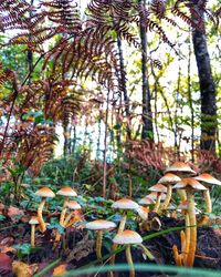 Close-up of trees growing in forest