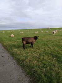 Sheep on field against sky