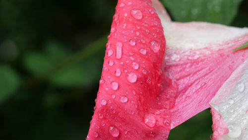 Close-up of raindrops on pink flower