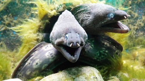 Moray eels swimming underwater