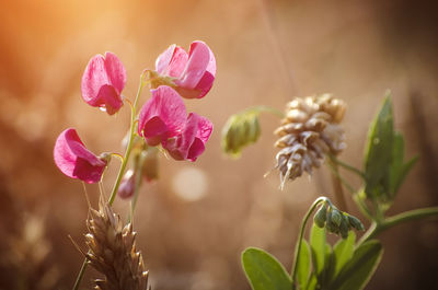 Close-up of pink flowering plant