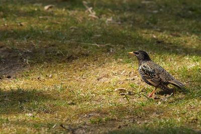 Bird perching on a field