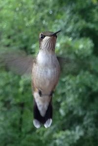 Close-up of an animal