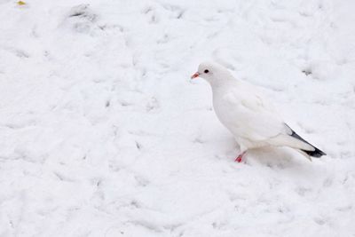 White pigeon perching on snow