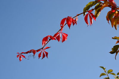 Low angle view of flowers growing on branch against clear blue sky 