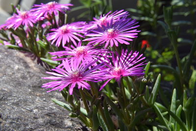 Close-up of purple flowers blooming outdoors