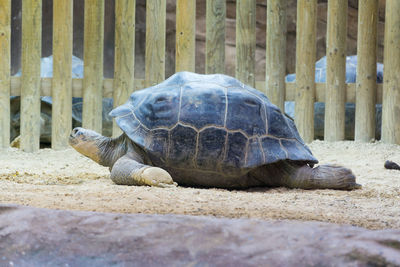 Close-up of a turtle on the ground