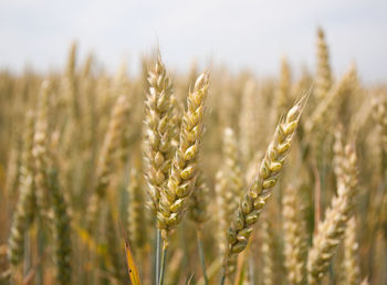 Close-up of wheat growing on field against sky