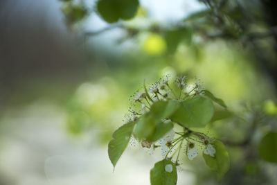 Close-up of green leaves