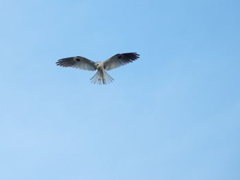 Low angle view of bird flying