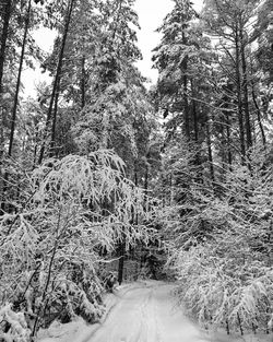 Snow covered trees against sky