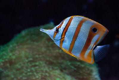 Copper-banded butterflyfish, chelmon rostratus, picks at the corals on the reef