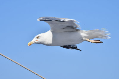 Low angle view of seagull flying against clear blue sky