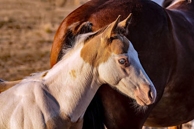 Close-up of horse