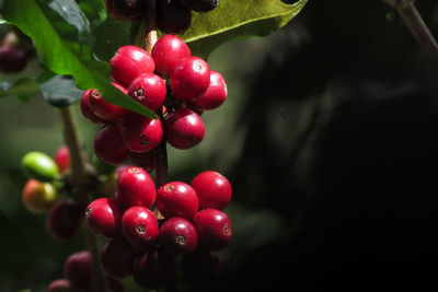 Midsection of woman holding grapes