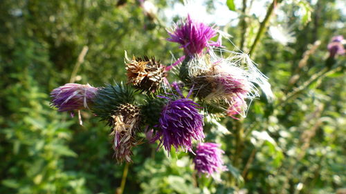 Close-up of thistle blooming outdoors