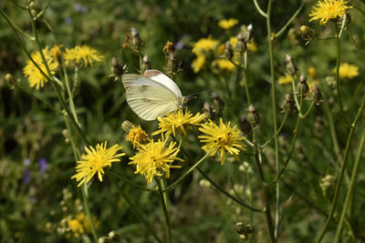 Close-up of butterfly on yellow flowers