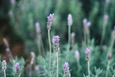 Close-up of purple flowering plant on field