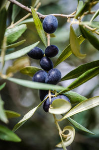 Close-up of olives on tree