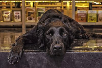Black dog looking away while lying on table