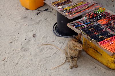 High angle view of cat sitting on sand