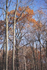 Low angle view of trees against sky