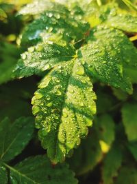 Close-up of water drops on plant