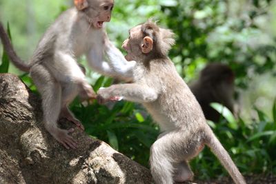 Close-up of monkeys outdoors