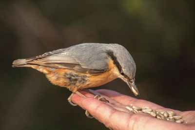 Close-up of hand holding bird