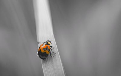 Close-up of ladybug perching