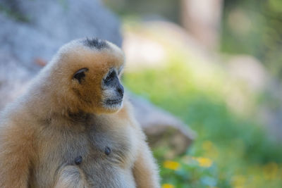 Close-up of monkey