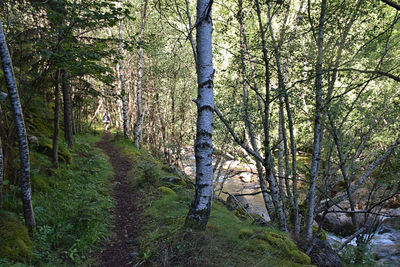 Trees in forest