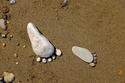 High angle view of shell on sand