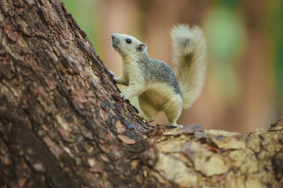 Close-up of squirrel on tree trunk