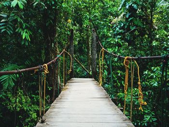 Footbridge amidst trees in forest