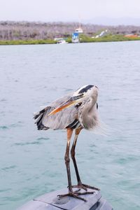 Close-up of bird perching by sea