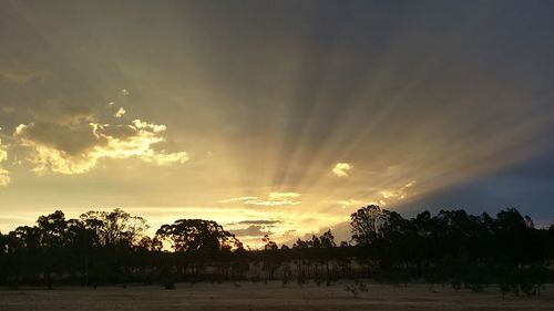 Sun shining through trees