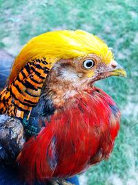 Close-up of a bird