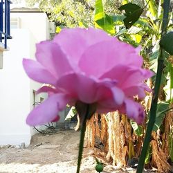 Close-up of pink flowers