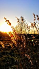 Plants growing on field against sky during sunset
