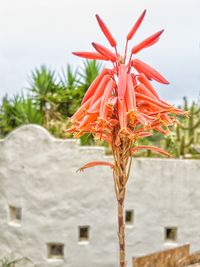 Close-up of flowers against blurred background