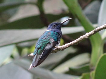 Close-up of bird perching on branch
