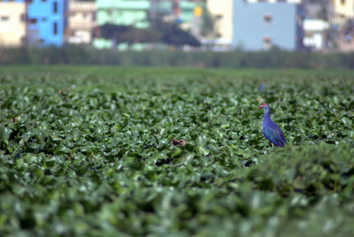 View of bird in field